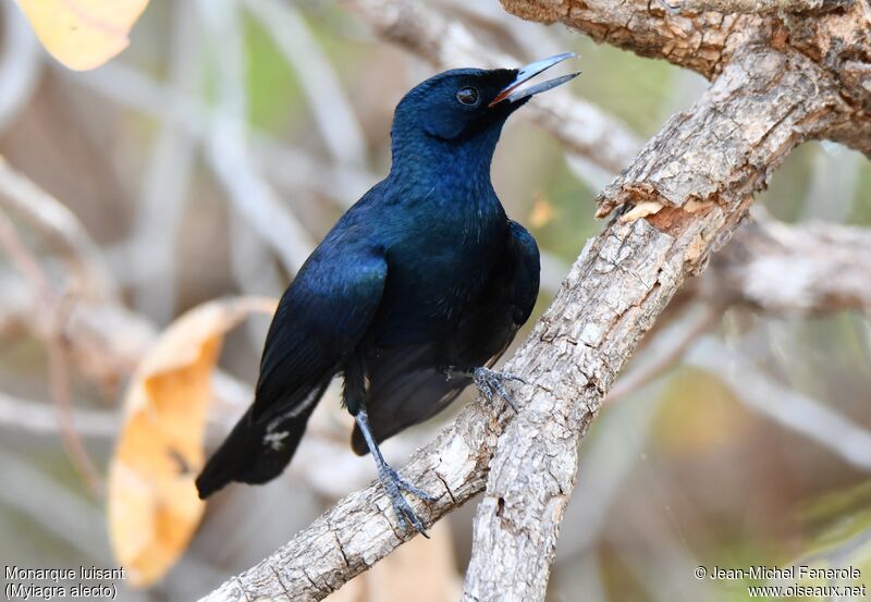 Shining Flycatcher male