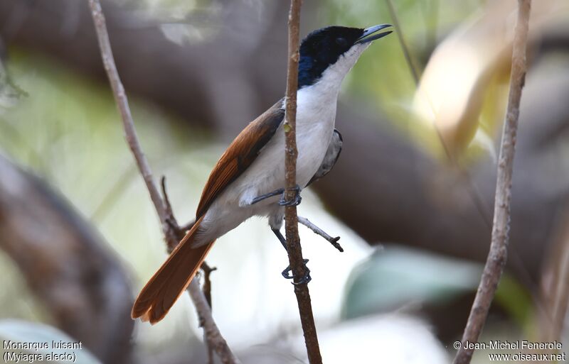 Shining Flycatcher female