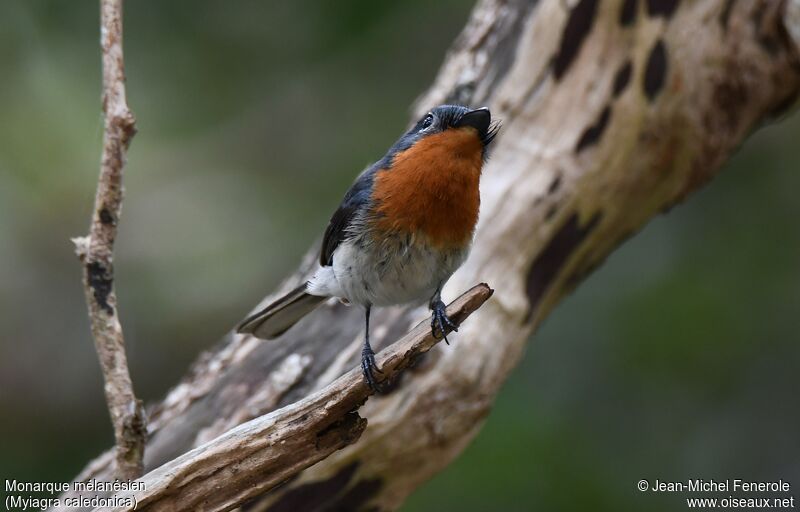 Melanesian Flycatcher female