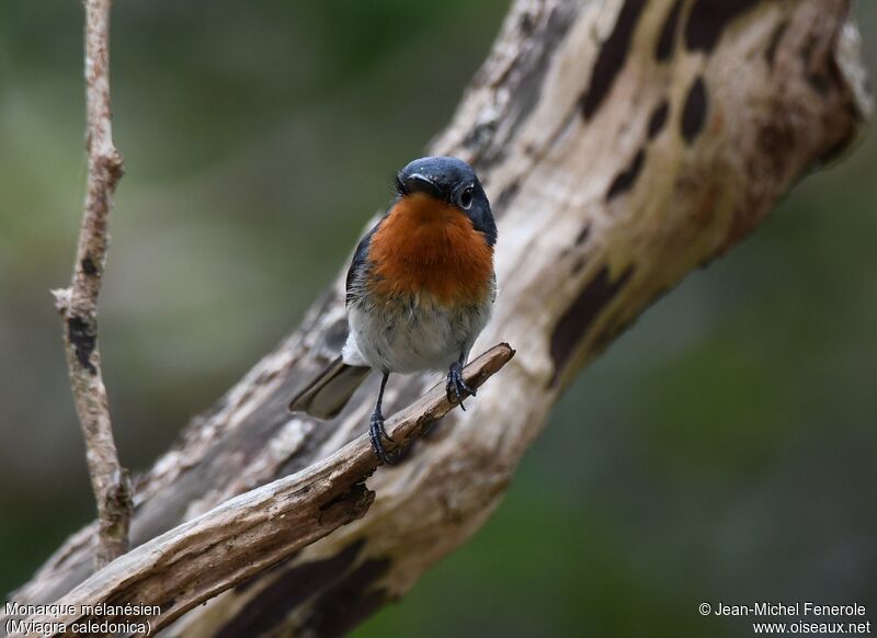 Melanesian Flycatcher