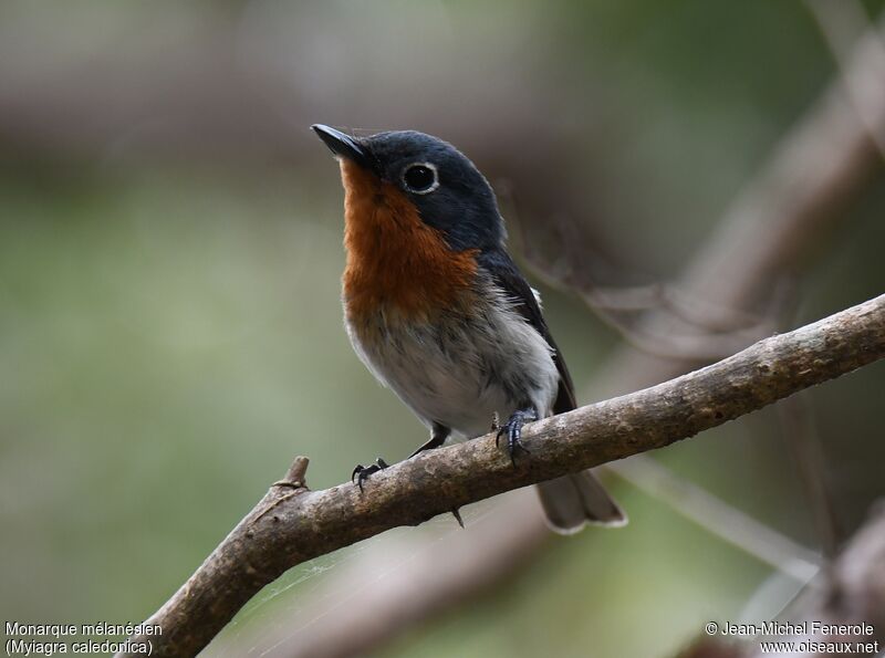 Melanesian Flycatcher