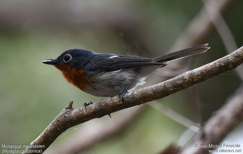 Melanesian Flycatcher