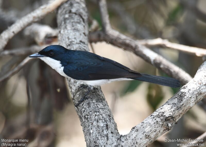 Paperbark Flycatcher