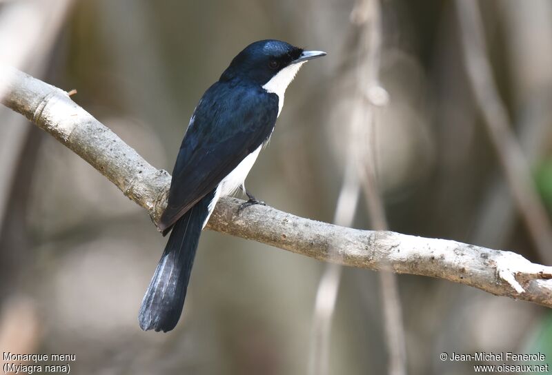 Paperbark Flycatcher