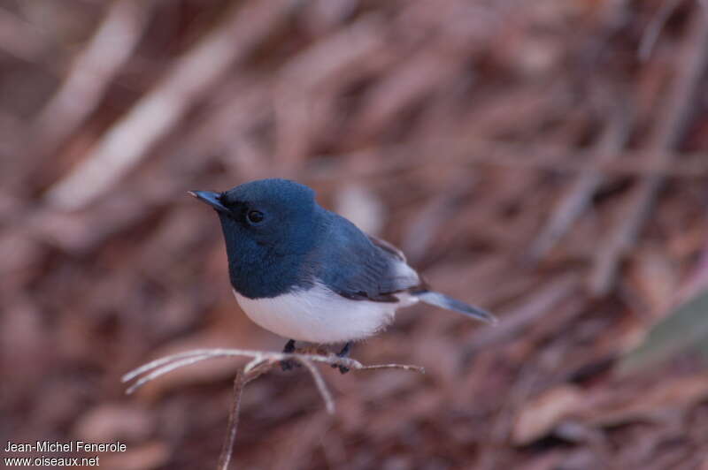 Leaden Flycatcher male adult