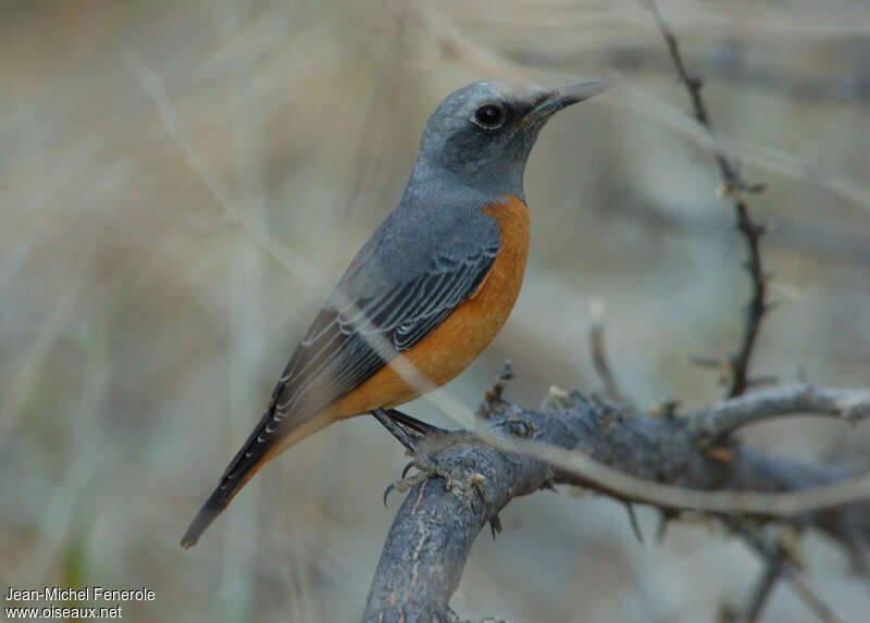 Short-toed Rock Thrush male adult, identification