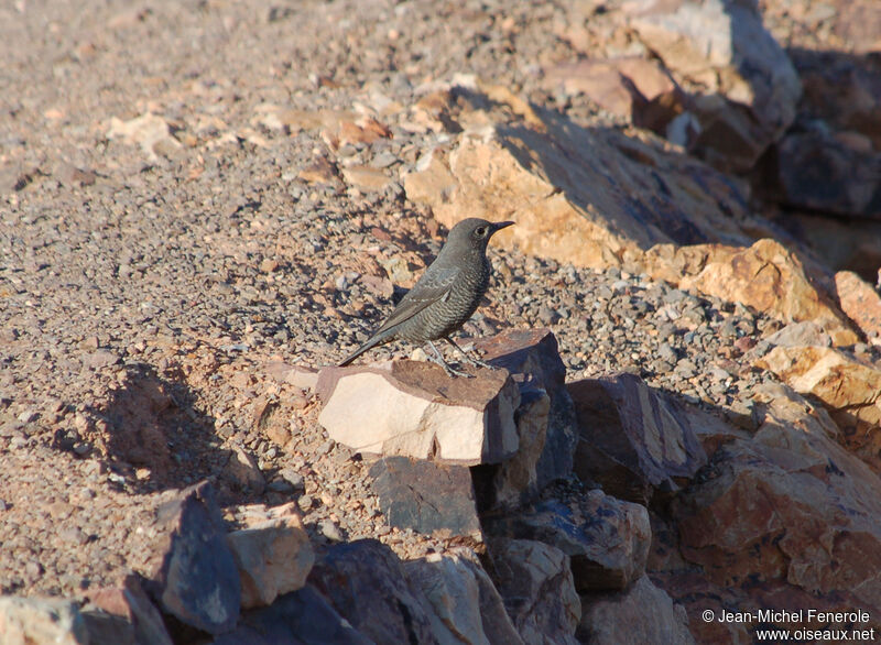 Blue Rock Thrush female adult