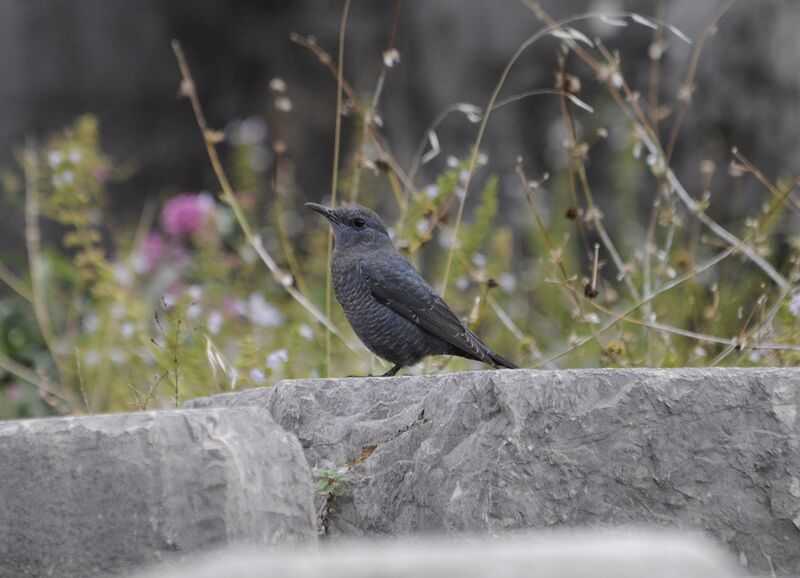 Blue Rock Thrush