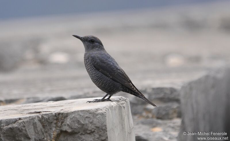 Blue Rock Thrush