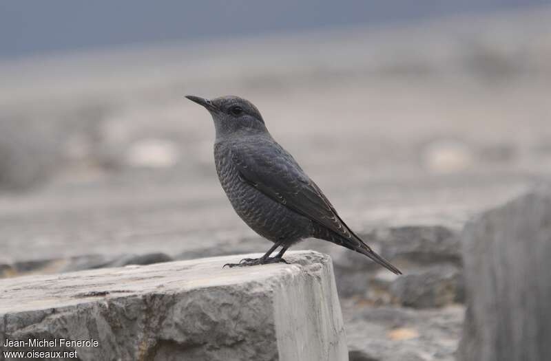 Blue Rock Thrush female adult post breeding, identification