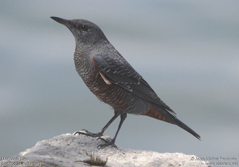 Blue Rock Thrush