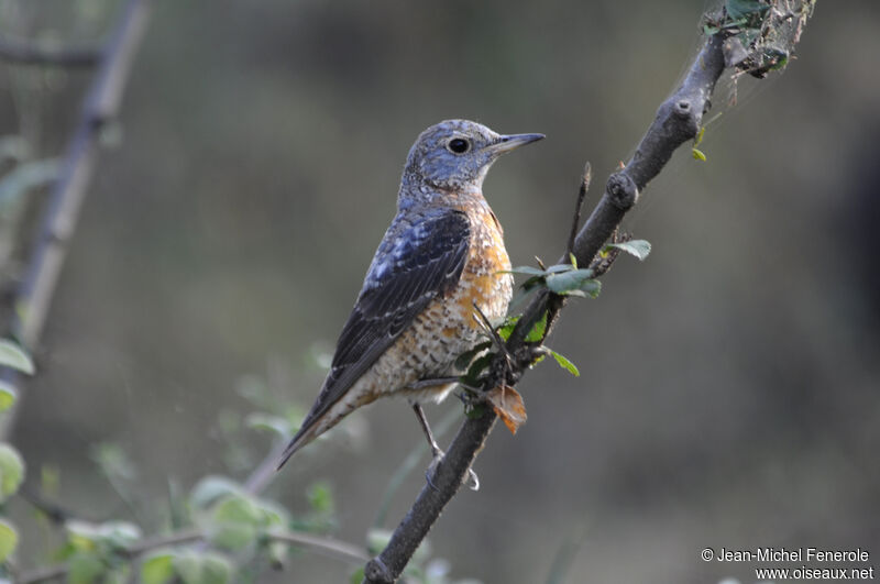 Common Rock Thrush