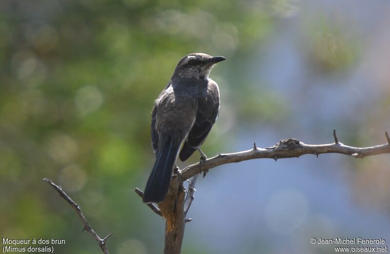 Brown-backed Mockingbird