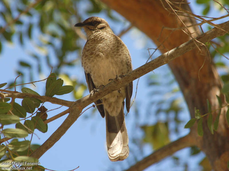 Long-tailed Mockingbirdadult