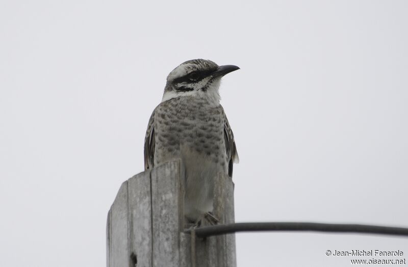 Long-tailed Mockingbird