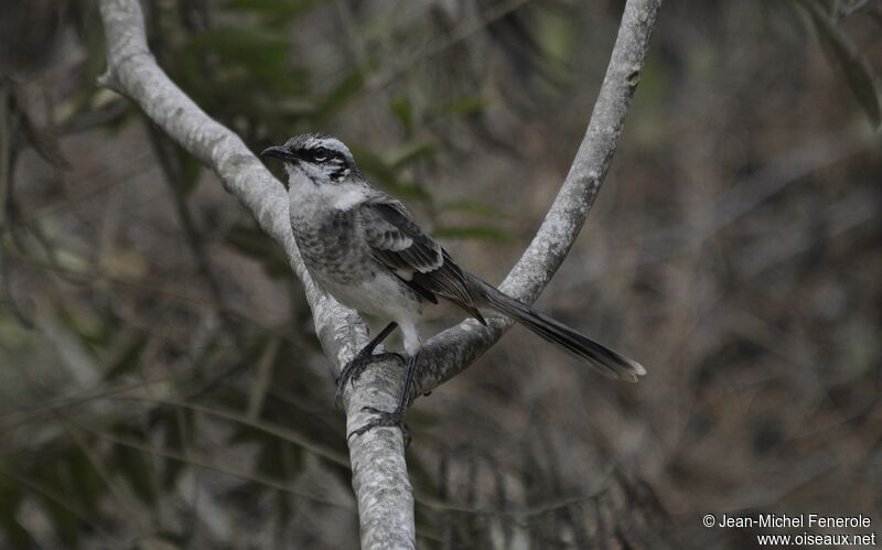 Long-tailed Mockingbird