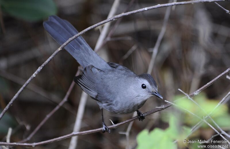 Grey Catbird