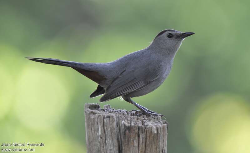 Grey Catbirdadult, identification, pigmentation, Behaviour