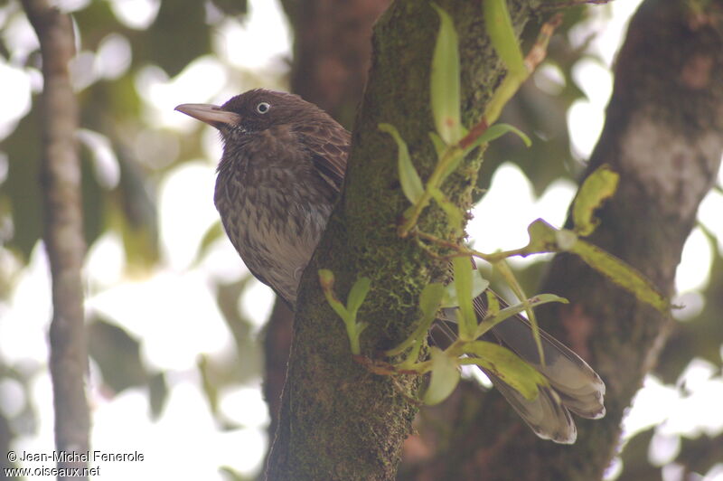 Pearly-eyed Thrasheradult