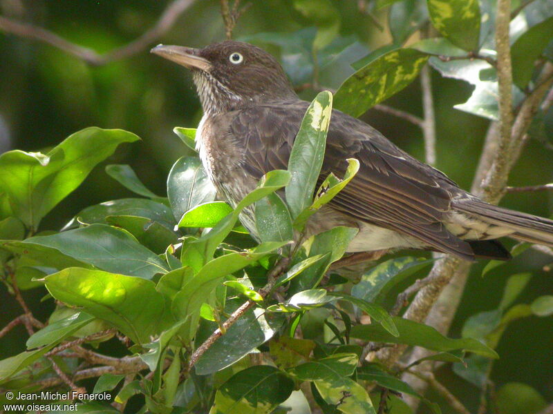 Pearly-eyed Thrasheradult