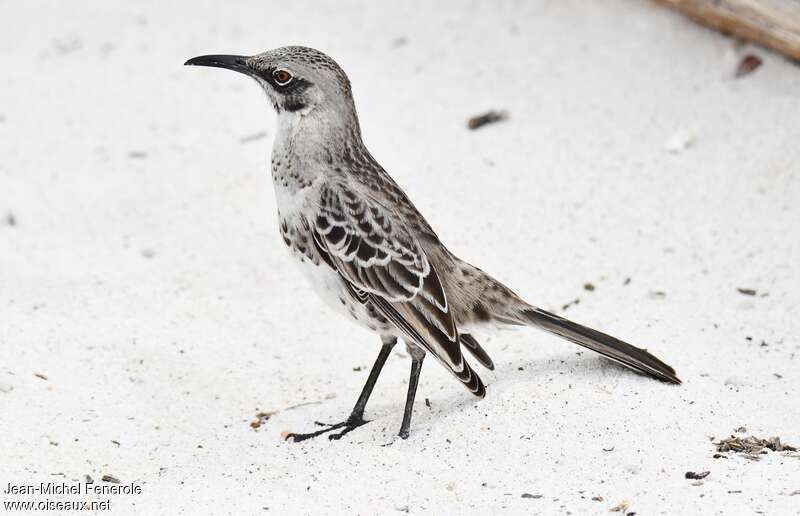 Espanola Mockingbirdadult, identification