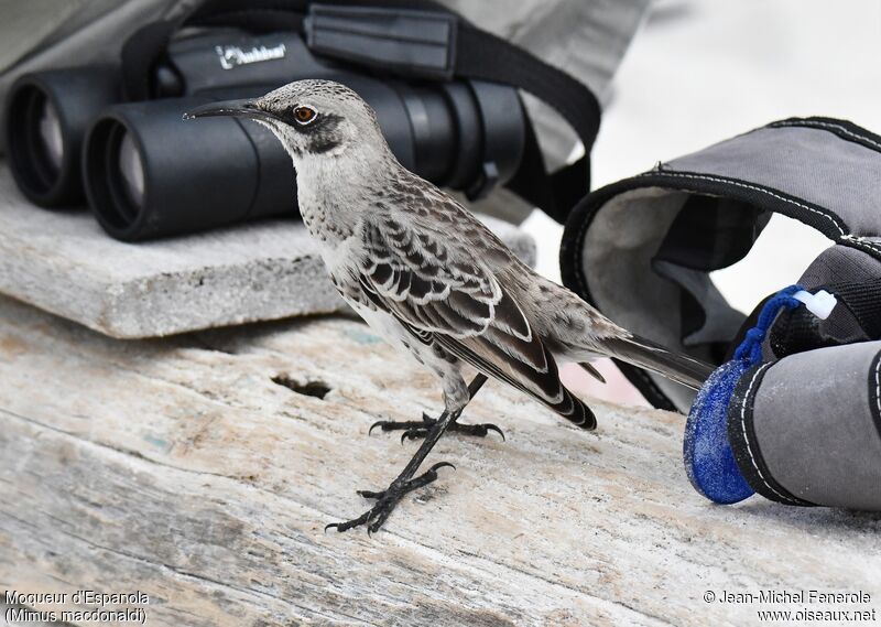 Espanola Mockingbird