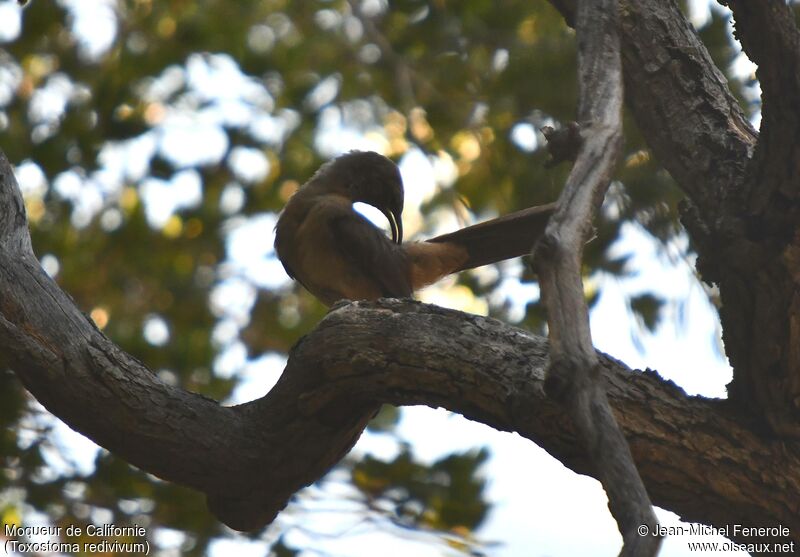 California Thrasher