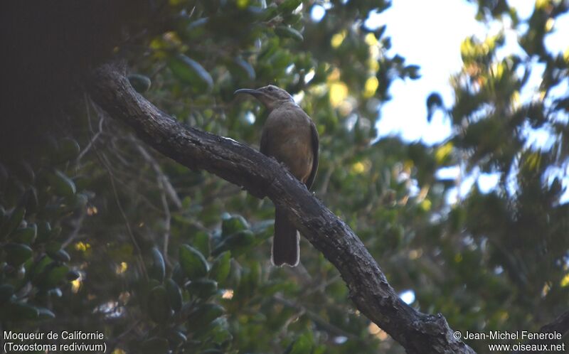 California Thrasher