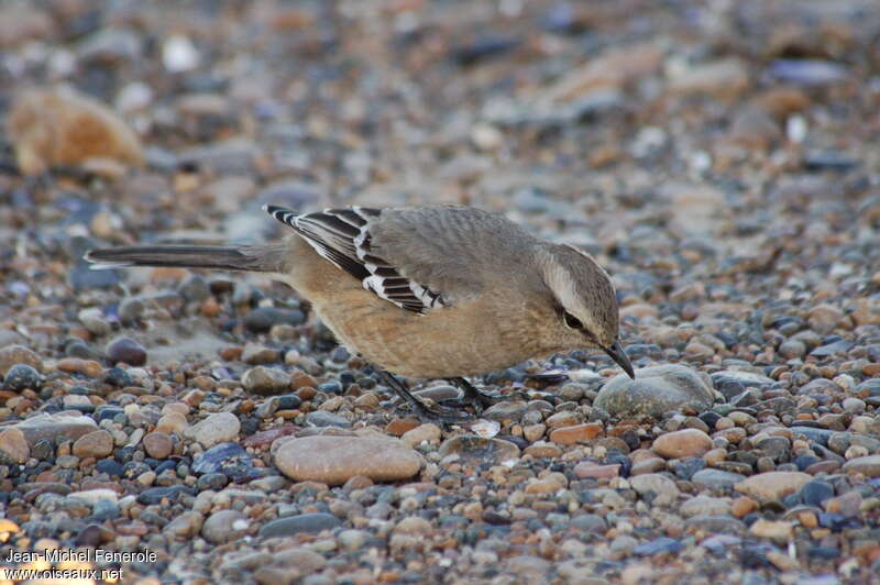 Moqueur de Patagonieadulte, habitat, régime