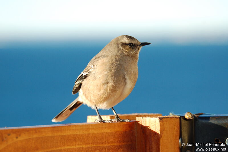 Patagonian Mockingbirdadult