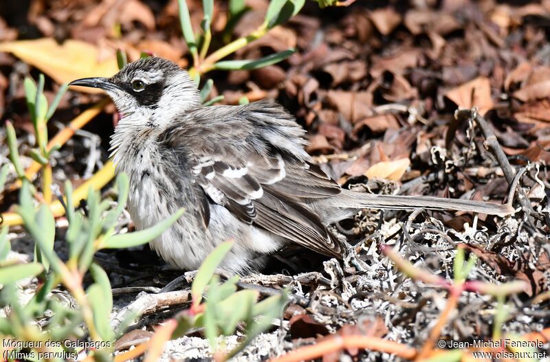 Galapagos Mockingbird