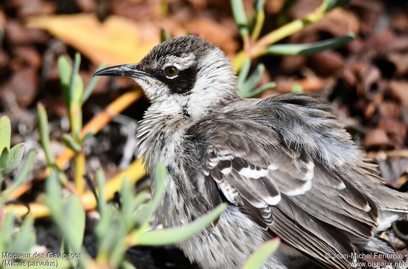 Galapagos Mockingbird