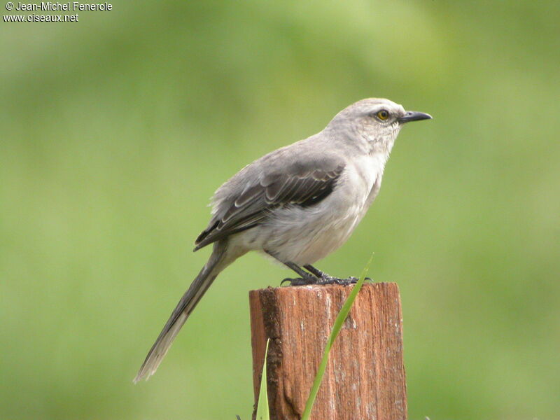 Tropical Mockingbird