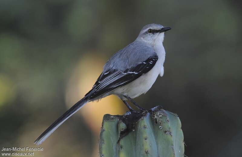 Moqueur des savanesadulte, identification