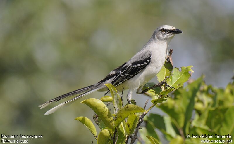 Tropical Mockingbird