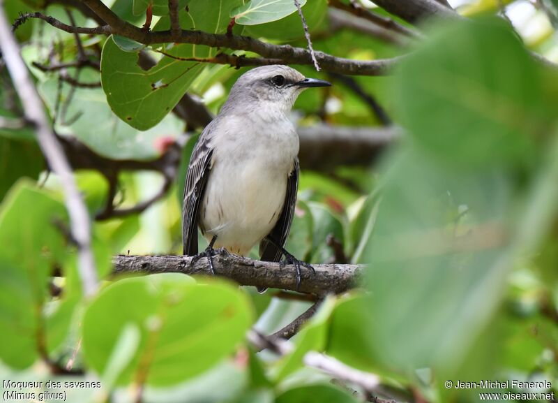 Tropical Mockingbird