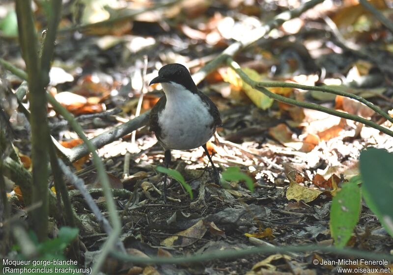 White-breasted Thrasher