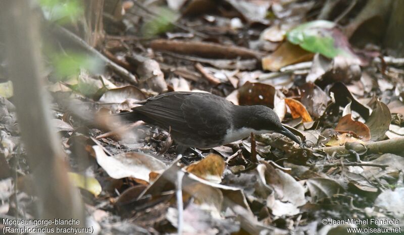 White-breasted Thrasher