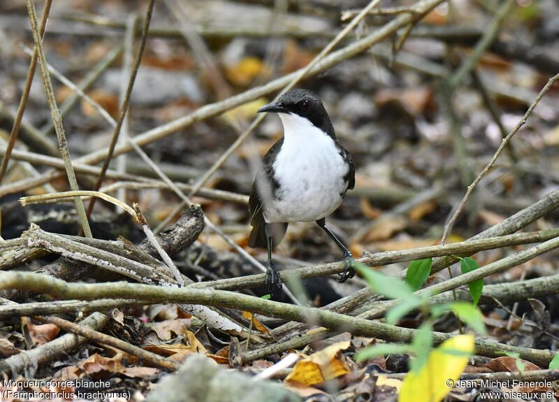 White-breasted Thrasher