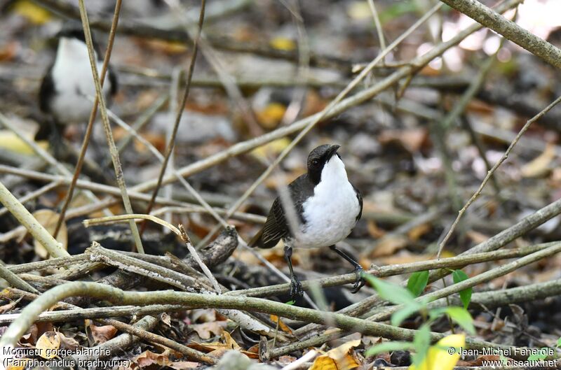 Moqueur gorge-blanche