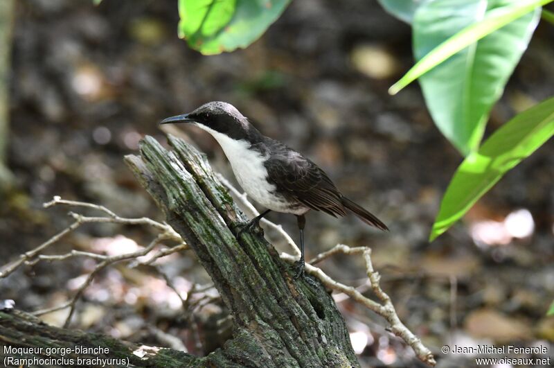 White-breasted Thrasher