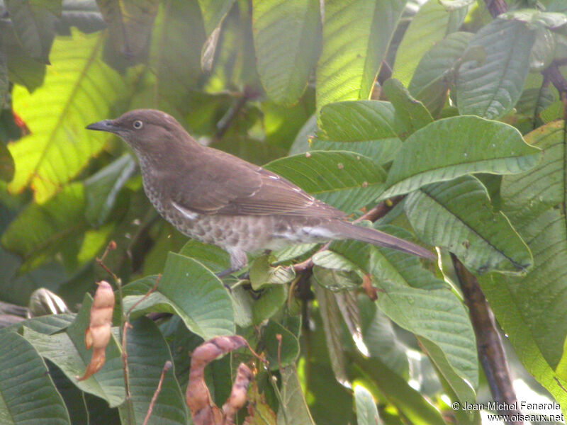 Scaly-breasted Thrasheradult