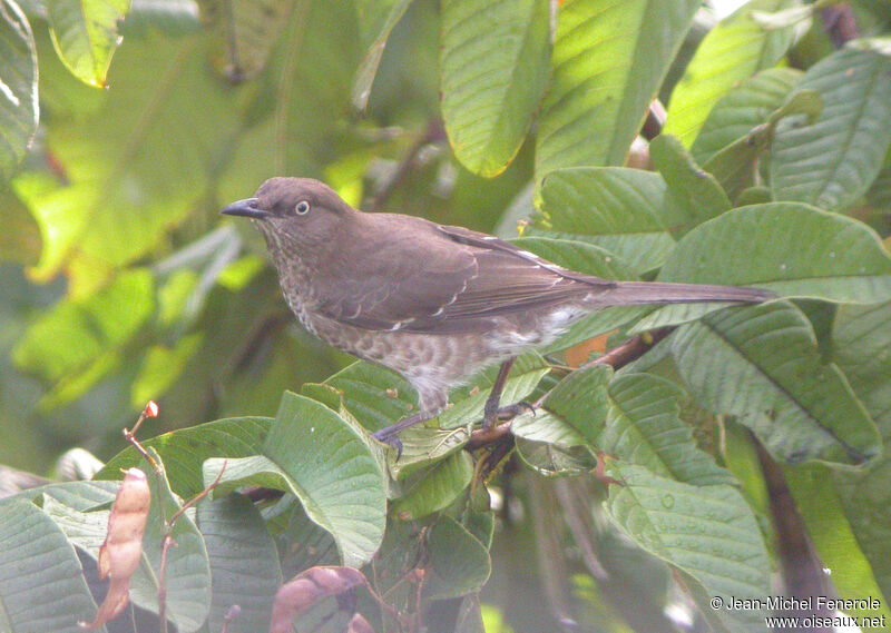 Scaly-breasted Thrasheradult