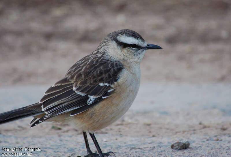 Chalk-browed Mockingbirdadult, close-up portrait, aspect