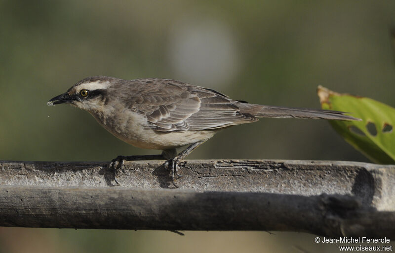 Chalk-browed Mockingbird