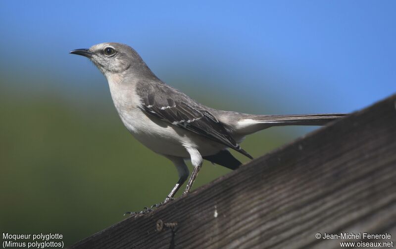 Northern Mockingbird