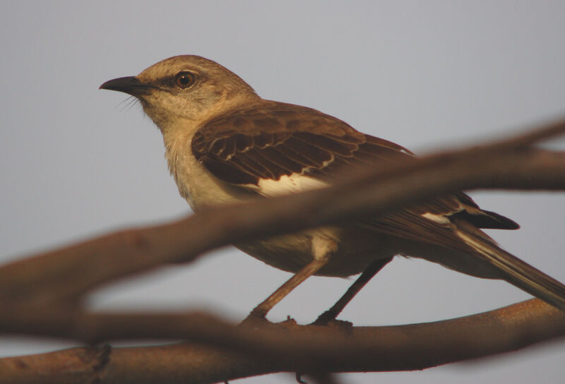 Northern Mockingbird