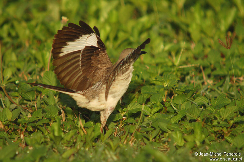 Northern Mockingbirdadult