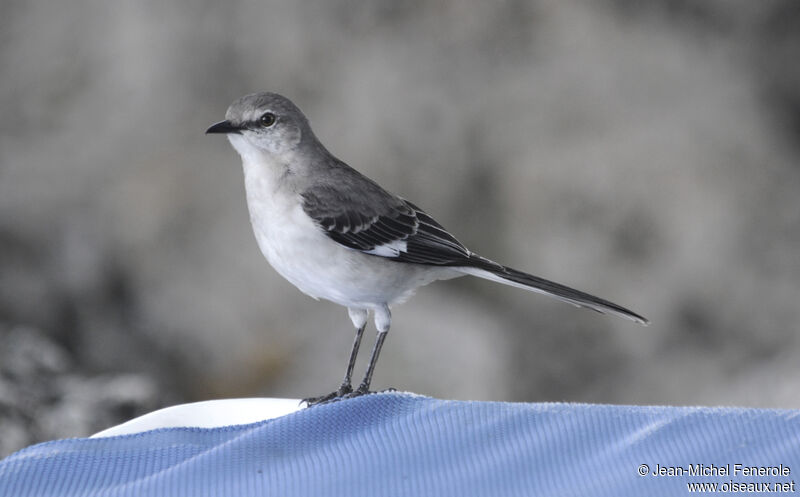 Northern Mockingbird