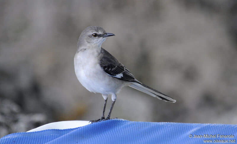 Northern Mockingbird